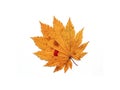 Top view of yellow autumn single maple leaf isolated on white background Royalty Free Stock Photo