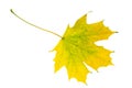 Yellow autumn maple leaf isolated on white background close-up Royalty Free Stock Photo