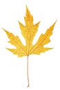 Yellow autumn maple leaf isolated on white background Royalty Free Stock Photo