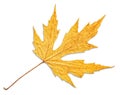 Yellow autumn maple leaf isolated on white background Royalty Free Stock Photo