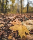 A yellow autumn maple leaf lies on the forest floor in the autumn forest, in October Royalty Free Stock Photo