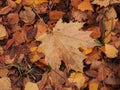 Yellow autumn maple leaf lies on the ground. Royalty Free Stock Photo