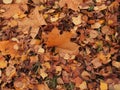 Yellow autumn maple leaf lies on the ground. Royalty Free Stock Photo