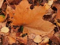 Yellow autumn maple leaf lies on the ground. Royalty Free Stock Photo