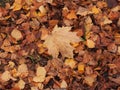 Yellow autumn maple leaf lies on the ground. Royalty Free Stock Photo