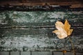 Yellow autumn maple leaf lies on an old wooden bench. Royalty Free Stock Photo