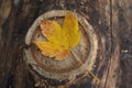 Yellow autumn maple leaf on old stump Royalty Free Stock Photo