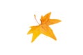 Yellow autumn maple leaf. Autumn pattern. Autumn maple leaf isolated on white background Royalty Free Stock Photo