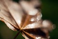 Yellow autumn maple leave on a blurred background with shiny dew. Fall Royalty Free Stock Photo