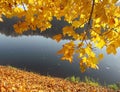 Yellow autumn maple leaves against the background of a blue river, which reflects the bright, warm autumn sun. Royalty Free Stock Photo