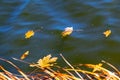 Yellow autumn maple leaves float on the dark water of the river Royalty Free Stock Photo