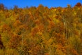 Yellow autumn maple leaves in a forest, autumnal background.