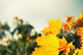 Yellow autumn maple leaves in a forest