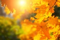 Yellow autumn maple leaves in a forest with sunlight Royalty Free Stock Photo