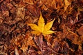 Yellow autumn maple leaves on ground close up detail background - Japan season colourful Royalty Free Stock Photo