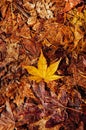 Yellow autumn maple leaves on ground close up detail background - Japan season colourful Royalty Free Stock Photo