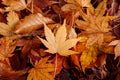 Yellow autumn maple leaves on ground close up detail background Royalty Free Stock Photo