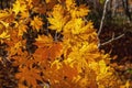 Yellow autumn maple leaves illuminated by the sun Royalty Free Stock Photo