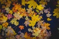 Yellow autumn maple leaves lie on black ground in rays of setting sun. Royalty Free Stock Photo