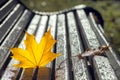 Yellow autumn maple leaves lying on a wooden bench in the park a Royalty Free Stock Photo