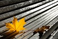 Yellow autumn maple leaves lying on a wooden bench in the park a Royalty Free Stock Photo