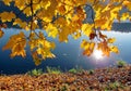 Yellow autumn maple leaves are set against a blue river, reflecting the bright, warm September sun. Royalty Free Stock Photo