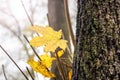 Yellow autumn maple leaves in the sun Royalty Free Stock Photo