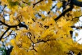 Yellow autumn maple leaves on a tree against a blue sky. Fall concept Royalty Free Stock Photo