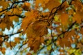 Yellow autumn maple leaves on a tree against a blue sky. Fall concept Royalty Free Stock Photo
