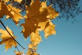 Yellow autumn maple leaves on a tree against a blue sky Royalty Free Stock Photo