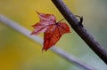 Yellow autumn maple leaves on a tree