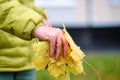 Yellow autumn maple leaves in a woman`s hand. Orange leaves in autumn. Outdoor. Soft selective focus Royalty Free Stock Photo