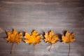 Yellow autumn maple leaves on wooden background Royalty Free Stock Photo