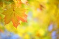 Yellow autumn maple tree background