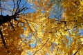 Autumn maple, bottom view. Golden autumn in Russia. Royalty Free Stock Photo