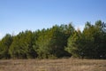 Yellow, autumn meadow and coniferous green forest against the blue sky. Autumn landscape on a bright sunny day Royalty Free Stock Photo