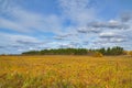 Yellow autumn meadow in front of forest. Autumn landscape with clouds