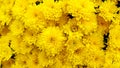 Yellow autumn mums Royalty Free Stock Photo