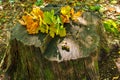 Yellow autumn oak leaf on a stump in the forest, on a leaf oak acorn, autumn season