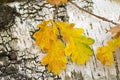 Yellow autumn oak leaves on birch bark background