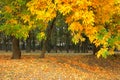 Yellow autumn in the park