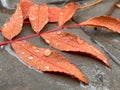 Yellow autumn Rowan leaf in water drops Royalty Free Stock Photo