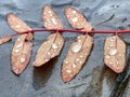 Yellow autumn Rowan leaf in water drops Royalty Free Stock Photo