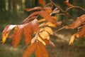 Autumn rowan leaves on beautiful nature blurred yellow background Royalty Free Stock Photo