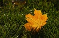 Yellow autumn sunshine maple leaf in green grass Royalty Free Stock Photo