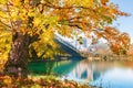 Yellow autumn tree on the coast of lake. Royalty Free Stock Photo