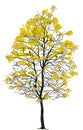 Yellow autumn tree isolated on white Royalty Free Stock Photo
