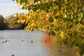 Yellow autumn tree at the lake Royalty Free Stock Photo