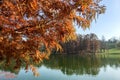 Yellow Autumn Tree On Lake Water Background Royalty Free Stock Photo