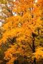 Yellow autumn tree in a large park